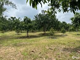 Bất động sản tại Xã Thường Tân, Huyện Bắc Tân Uyên, Tp Hồ Chí Minh - ảnh 1
