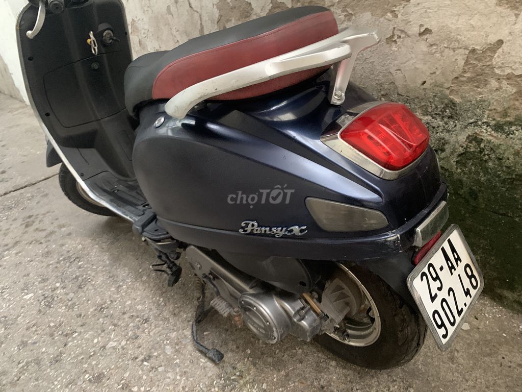 Dibao Pansy 2021 - ảnh 5