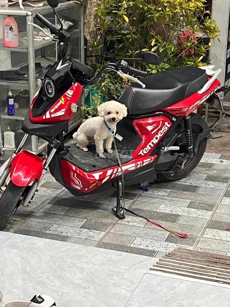 Xe m 2020 - ảnh 1
