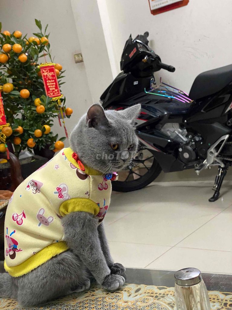Honda Winner 2021 - ảnh 3