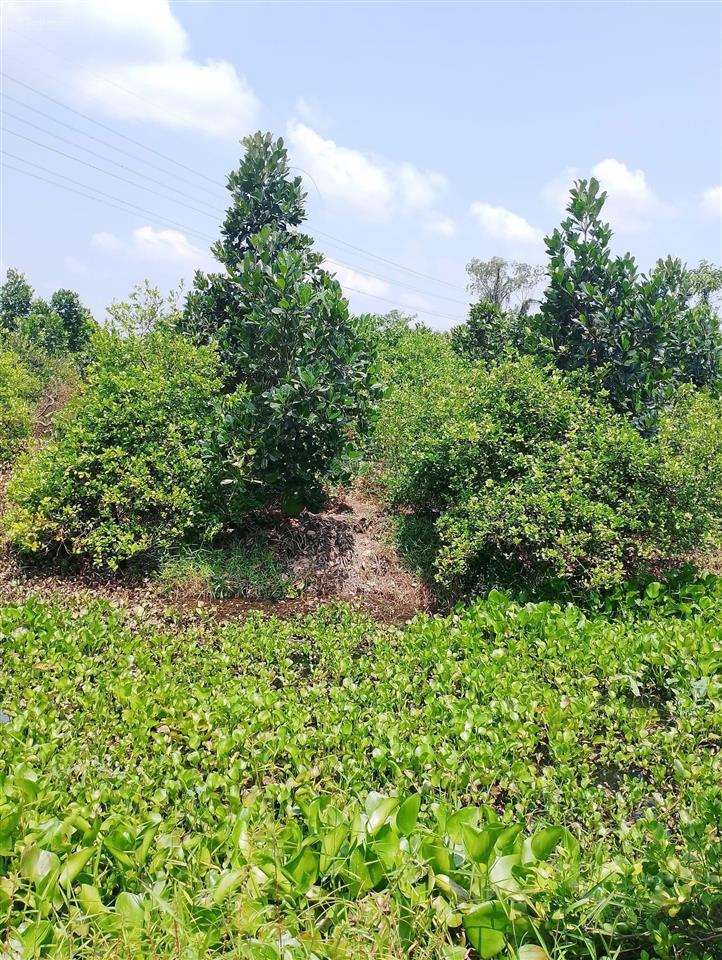 Bất động sản tại Tiền Giang - ảnh 1