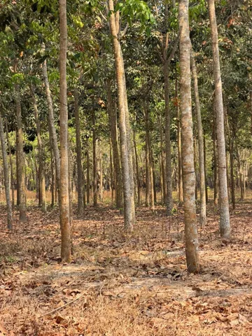 Bất động sản tại Tây Ninh - ảnh 1