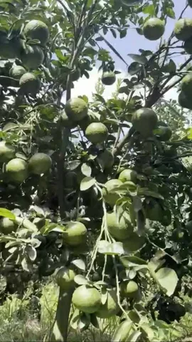 Bất động sản tại Đồng Nai - ảnh 1
