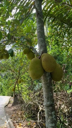 Bất động sản tại Bến Tre - ảnh 1