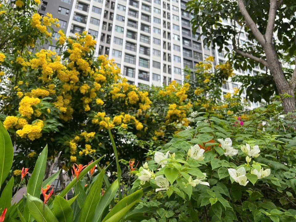 Căn hộ / chung cư tại 12, TP. Hồ Chí Minh - ảnh 2
