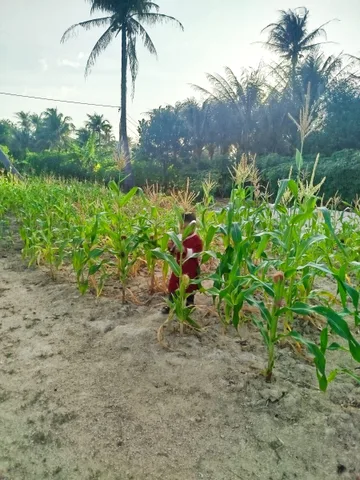 Bất động sản tại Khánh Hòa - ảnh 1