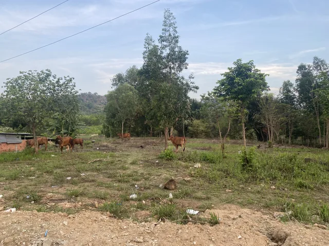 Bất động sản tại Lâm Đồng - ảnh 1