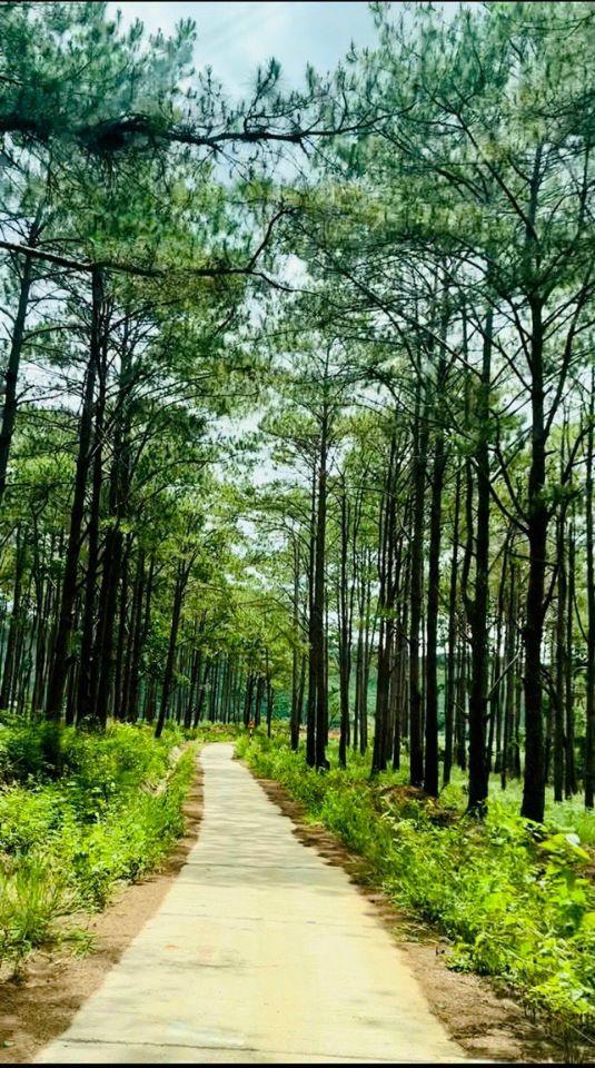 Bất động sản tại Lâm Đồng - ảnh 1