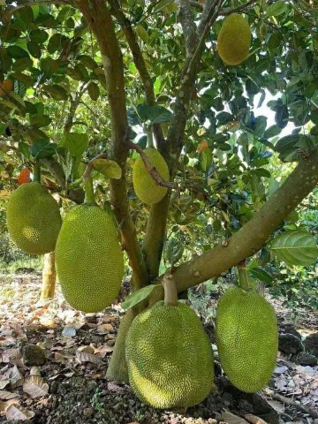 Bất động sản tại Bình Dương - ảnh 1