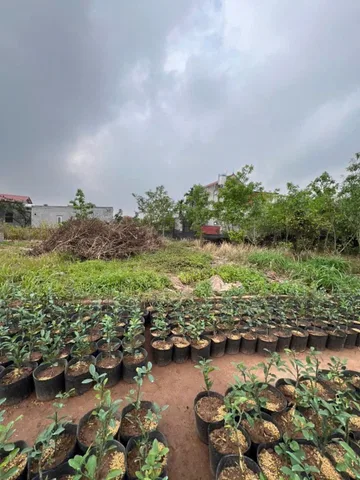 Bất động sản tại Hưng Yên - ảnh 1