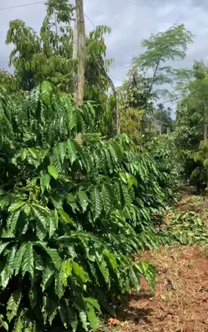 Bất động sản tại Đắk Lắk - ảnh 1