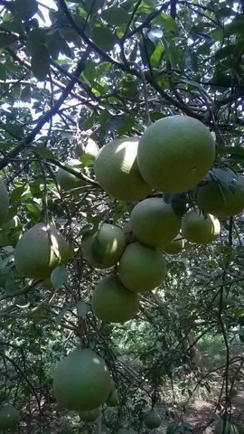 Bất động sản tại Bình Dương - ảnh 1