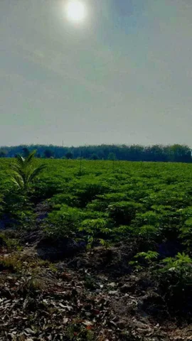 Bất động sản tại Tây Ninh - ảnh 1