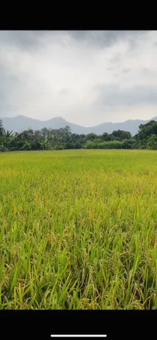 Bất động sản tại Bà Rịa - Vũng Tàu - ảnh 1