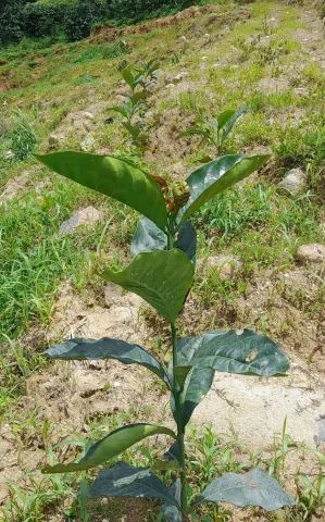 Bất động sản tại Lâm Đồng - ảnh 1