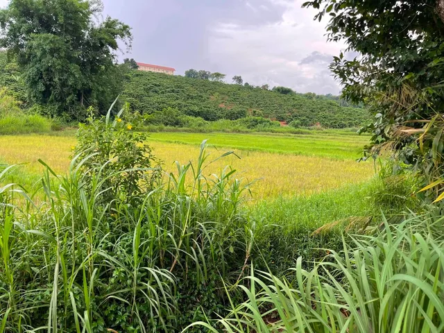 Bất động sản tại Gia Lai - ảnh 1