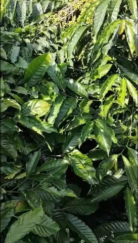 Bất động sản tại Gia Lai - ảnh 1