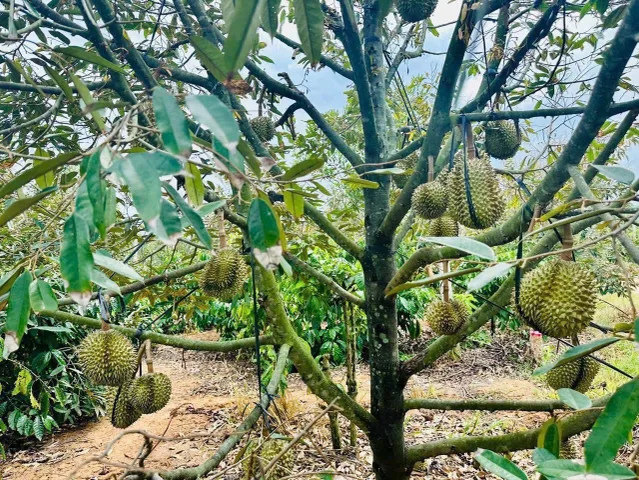 Bất động sản tại Đắk Lắk - ảnh 1