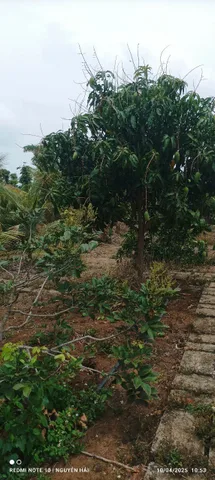 Bất động sản tại Đắk Lắk - ảnh 1