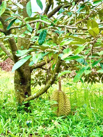 Bất động sản tại Đồng Nai - ảnh 1