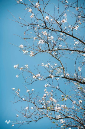 Bất động sản tại Lâm Đồng - ảnh 1