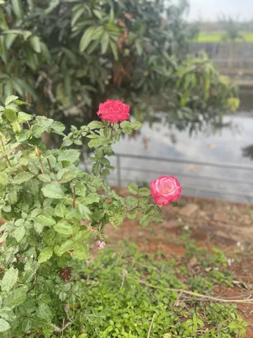 Bất động sản tại Đắk Lắk - ảnh 1