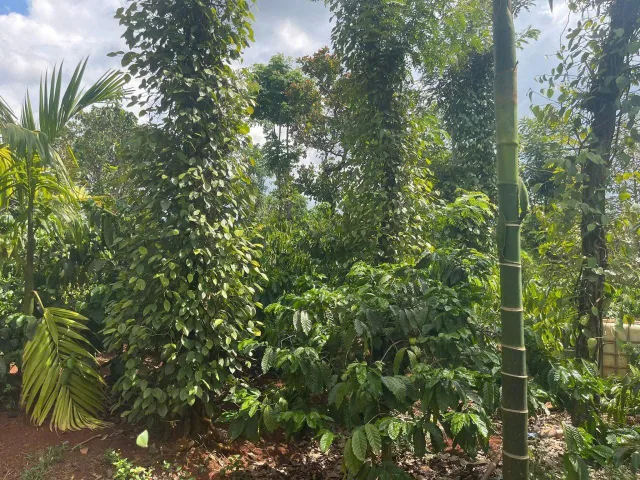 Bất động sản tại Đắk Lắk - ảnh 1