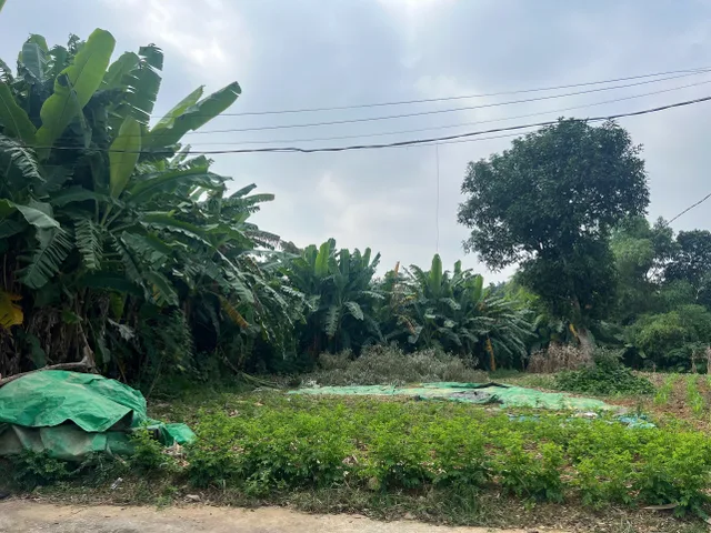 Bất động sản tại Phú Thọ - ảnh 1