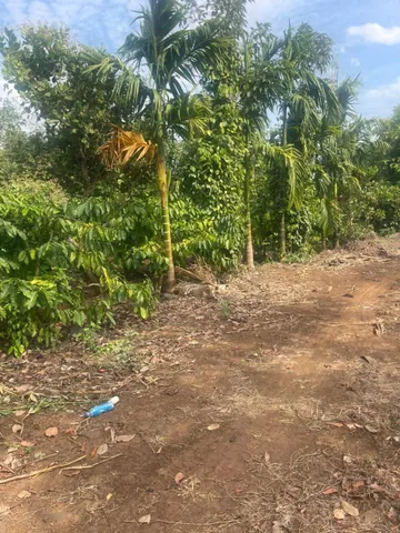 Bất động sản tại Đắk Lắk - ảnh 1