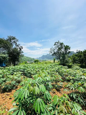 Bất động sản tại Hòa Bình - ảnh 1