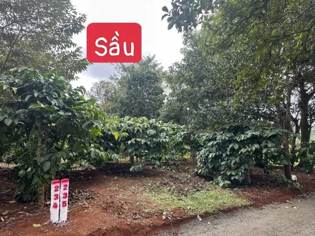 Bất động sản tại Đắk Lắk - ảnh 1