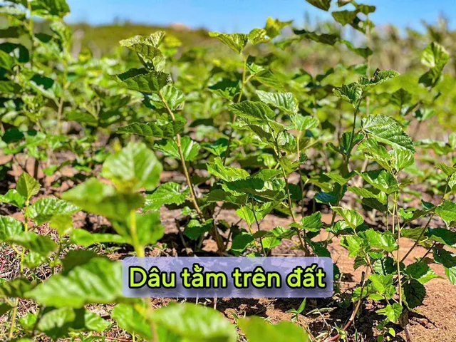 Bất động sản tại Đắk Lắk - ảnh 1