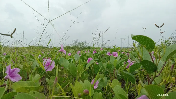 Bất động sản tại Lâm Đồng - ảnh 1