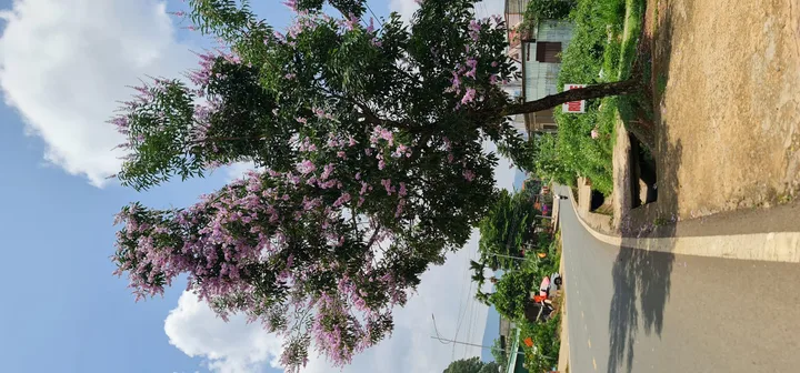 Bất động sản tại Lâm Đồng - ảnh 1