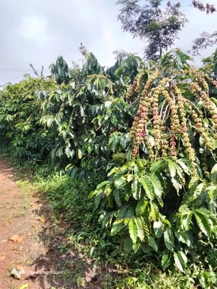 Bất động sản tại Đắk Nông - ảnh 1