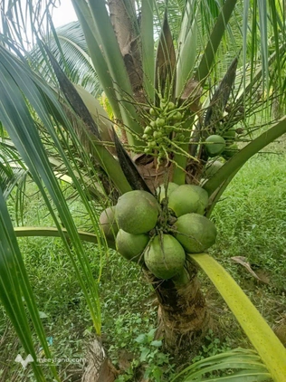 Bất động sản tại Bến Tre - ảnh 1