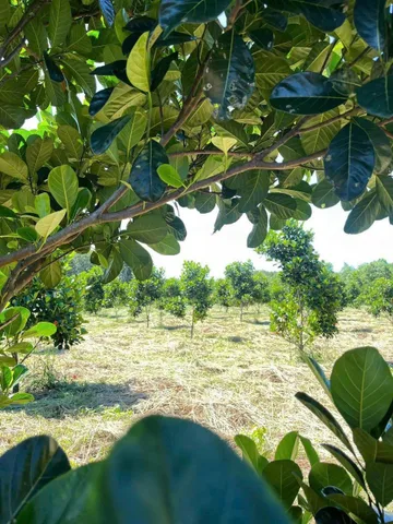 Bất động sản tại Bình Dương - ảnh 1