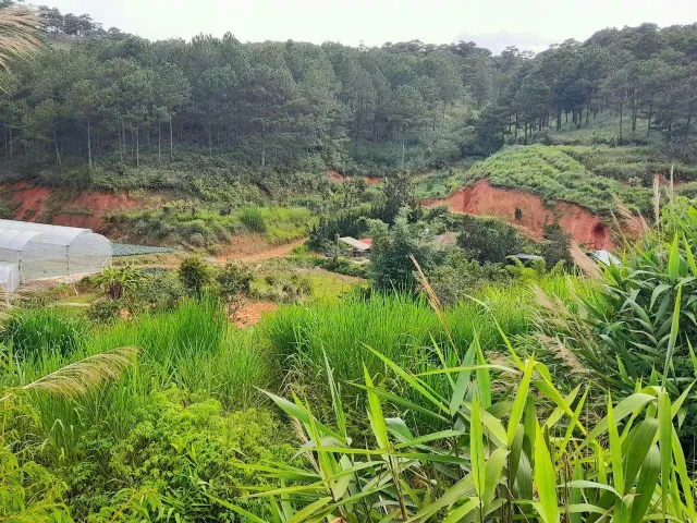 Bất động sản tại Lâm Đồng - ảnh 1