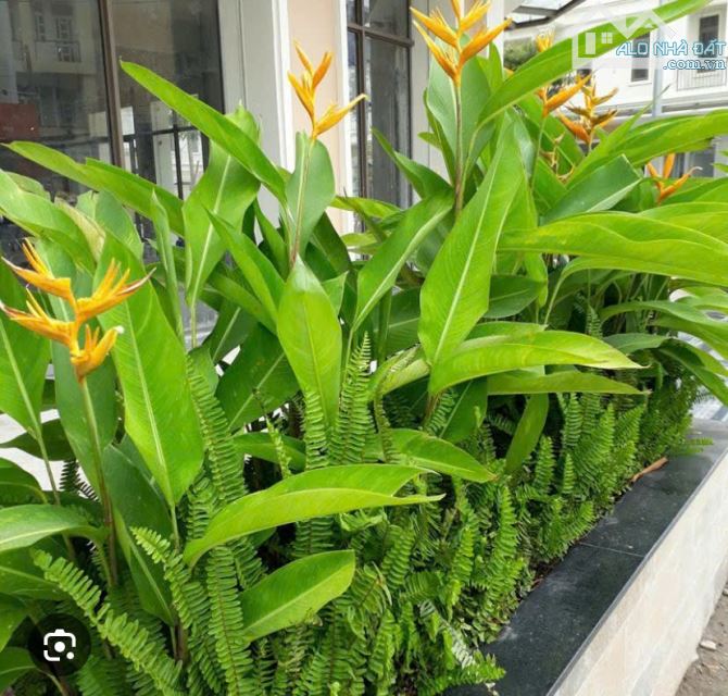 Bất động sản tại Tây Ninh - ảnh 1