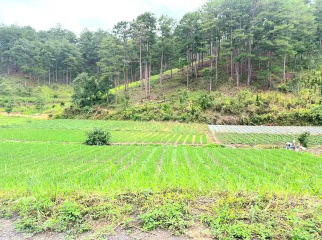 Bất động sản tại Lâm Đồng - ảnh 1