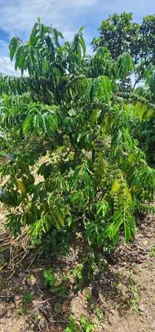 Bất động sản tại Đắk Lắk - ảnh 1