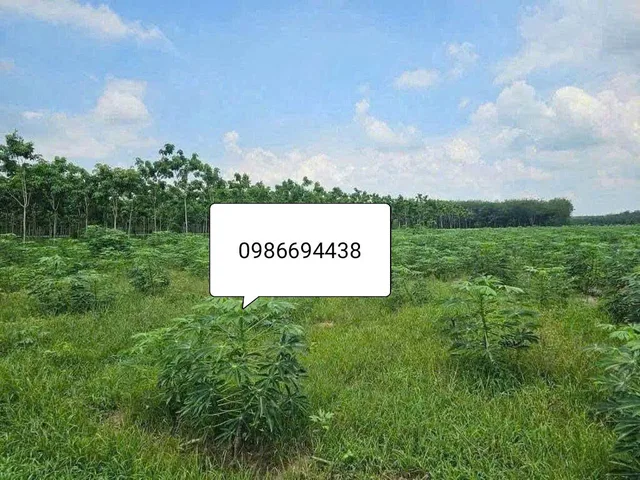 Bất động sản tại Bình Dương - ảnh 1