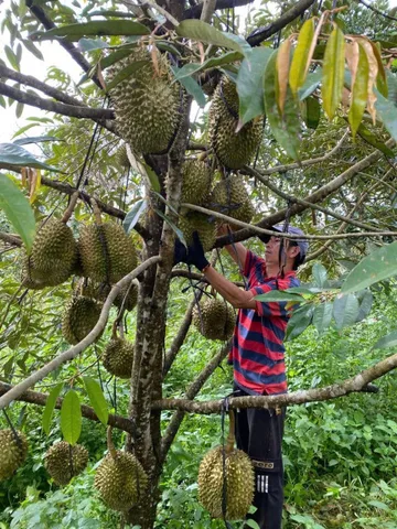 Bất động sản tại Lâm Đồng - ảnh 1