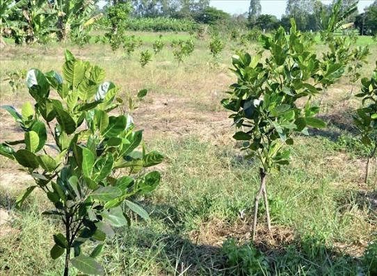 Bất động sản tại Bình Dương - ảnh 1