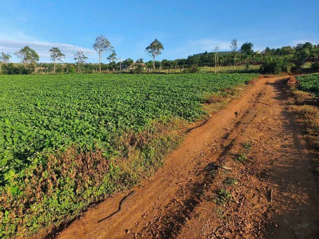 Bất động sản tại Gia Lai - ảnh 1