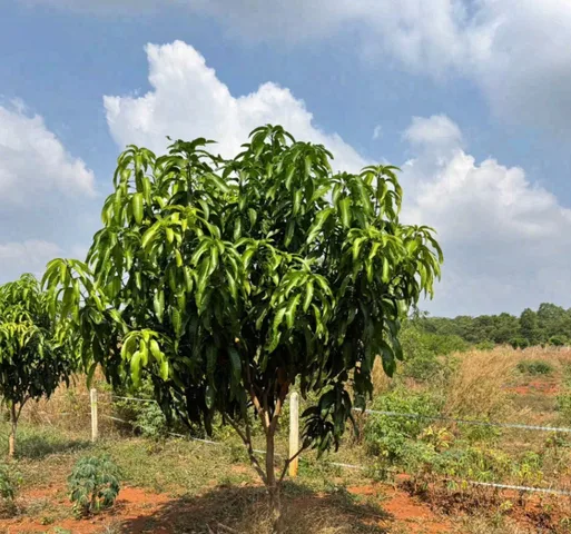 Bất động sản tại Bình Phước - ảnh 1