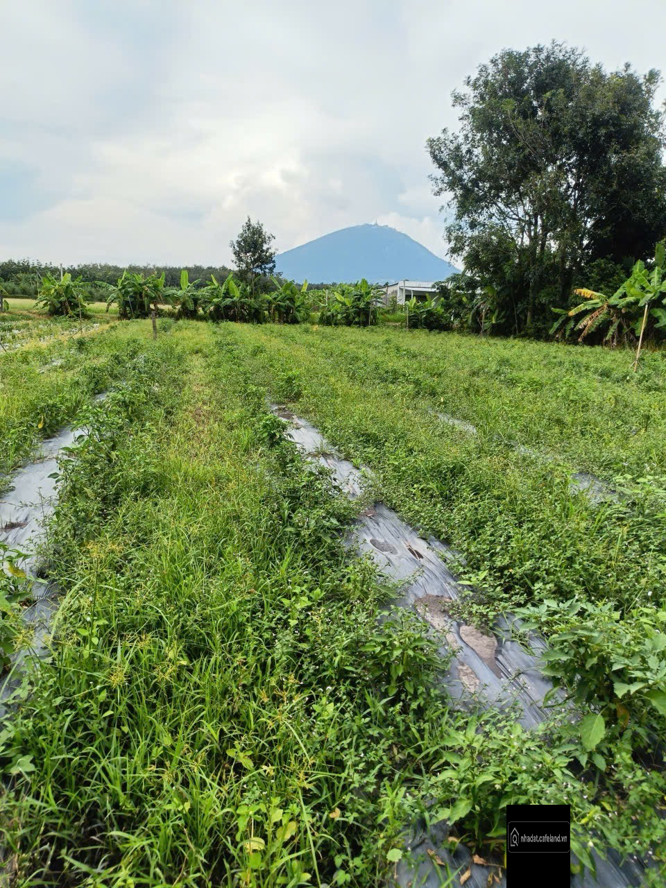 Bất động sản tại Tây Ninh - ảnh 1
