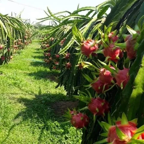 Bất động sản tại Lâm Đồng - ảnh 1