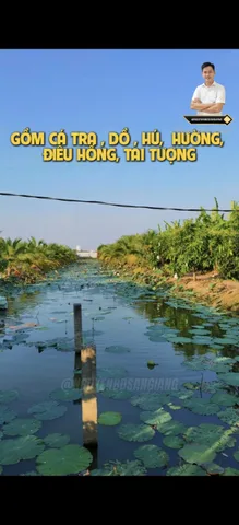 Bất động sản tại An Giang - ảnh 1