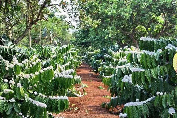 Bất động sản tại Đắk Lắk - ảnh 1